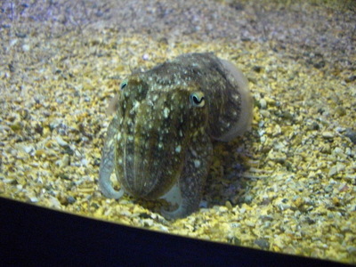 cuttlefish